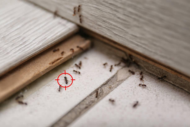 Professional Pest Control in Brookside, AL