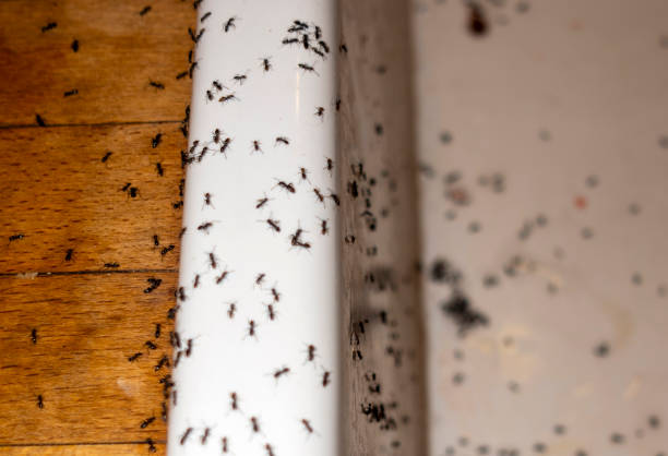 Best Flea Control Services  in Brookside, AL